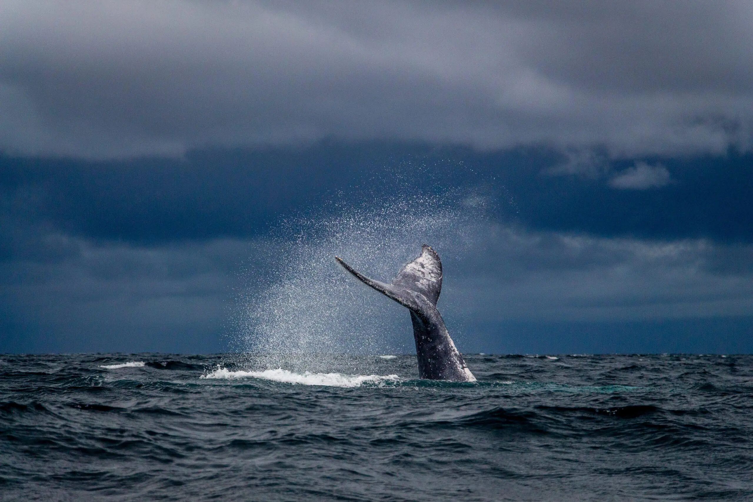 Whaling Phishing: Was ist Whaling in der Cybersicherheit?